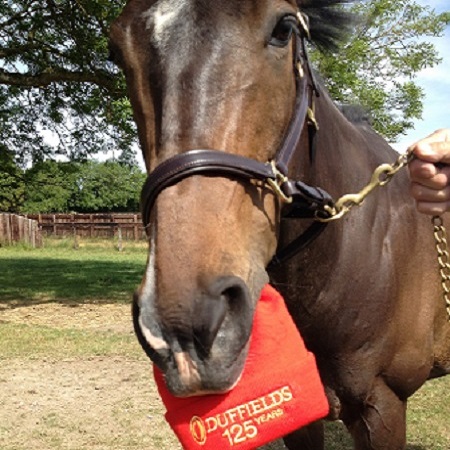 John Sharp's Horse Charlie